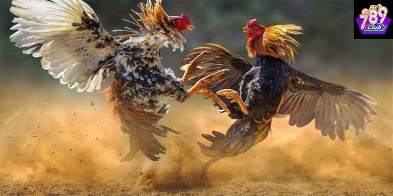 Đá gà hiệu quả các yếu tố cần lưu ý